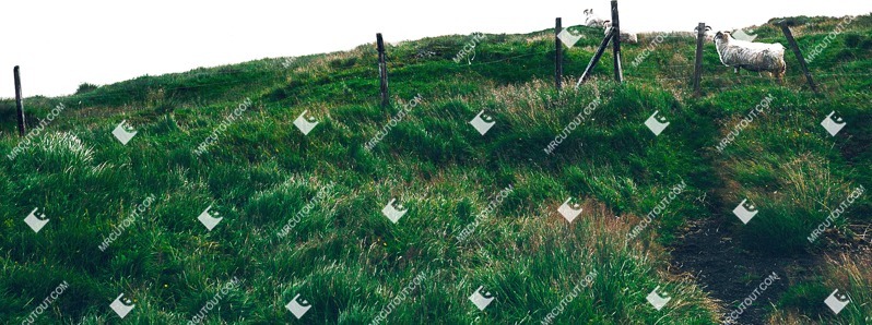 Other animal grass field cut out animal png (6999)