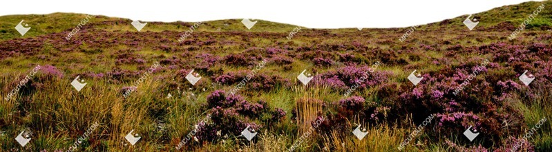 Other foreground png foreground cut out (8341)
