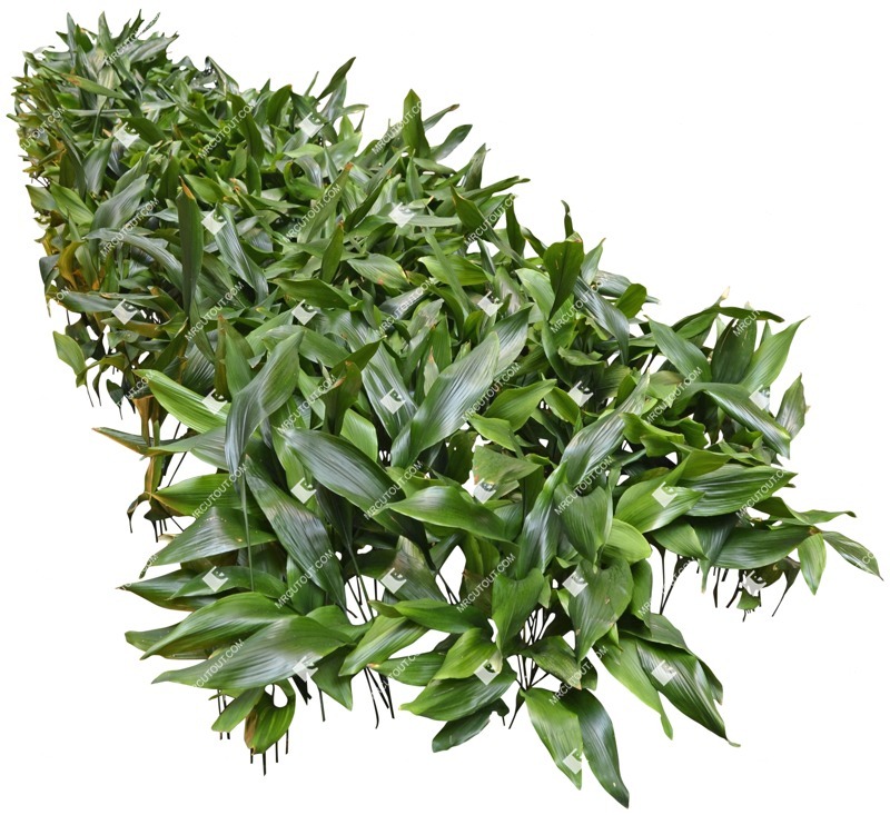 Cut out other vegetation cutout plant (5005)