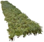 Png other vegetation cutout plant (5163) - miniature