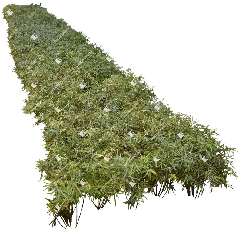 Png other vegetation cutout plant (5247)