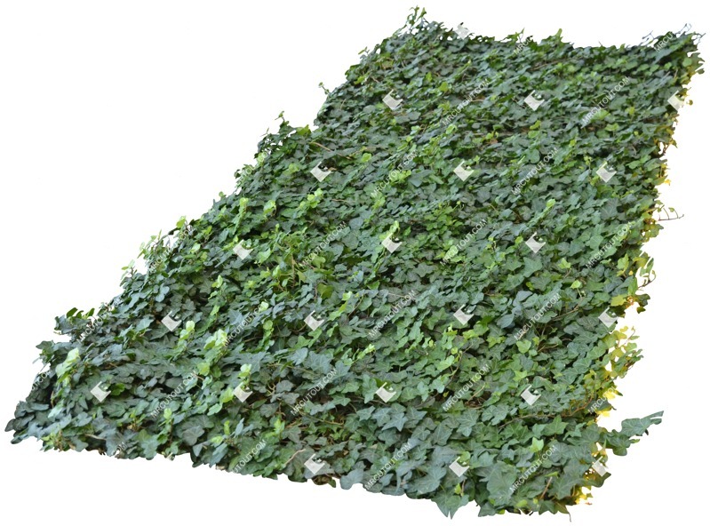 Cut out other vegetation png vegetation (5268)