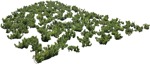 Cut out other vegetation plant cutouts (5680) - miniature