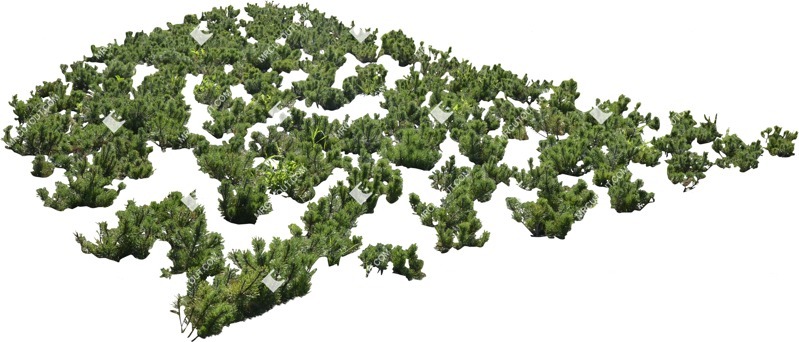 Cut out other vegetation plant cutouts (5797)