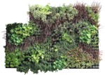 Cutout other vegetation png vegetation (15620) - miniature