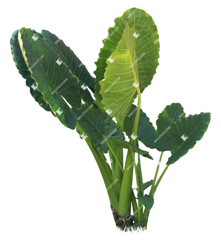 Cut out other vegetation colocasia esculenta vegetation png (19037) Cut out other vegetation colocasia esculenta vegetation png (19037)