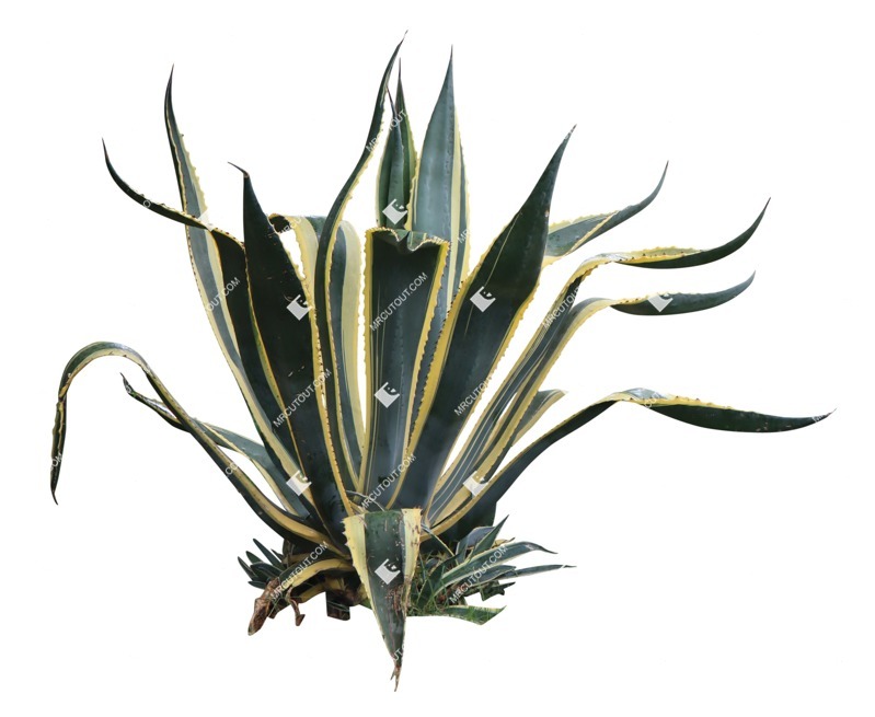 Png other vegetation agave americana plant cutouts (16403)
