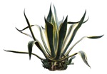 Cut out other vegetation agave americana plant cutouts (17371) | MrCutout.com - miniature
