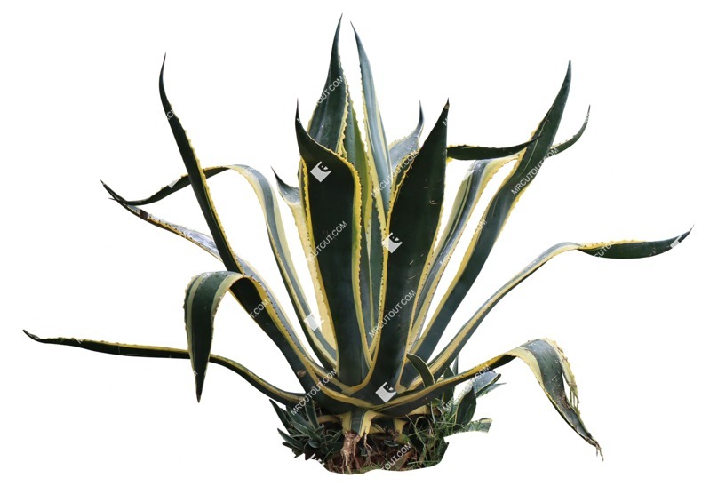 Cut out other vegetation agave americana plant cutouts (16348)
