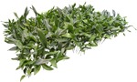 Cutout other vegetation allium ursinium cutout plant (4964) - miniature