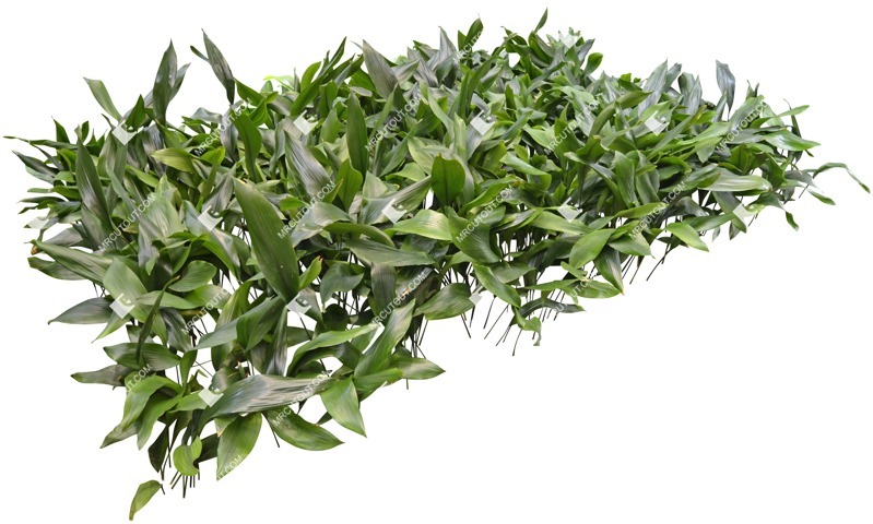 Cutout other vegetation allium ursinium cutout plant (5006)