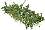 Cut out Other Vegetation Allium Ursinium 0002 | MrCutout.com - miniature