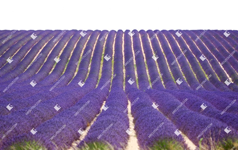 Cutout other vegetation field png vegetation (1358) Cutout other vegetation field png vegetation (1358)