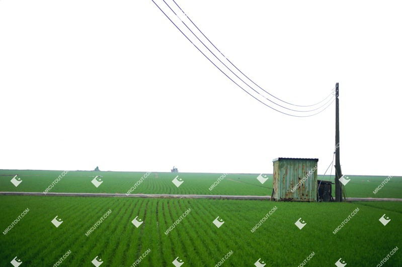 Cutout other vegetation grass field other foreground png vegetation (1367)