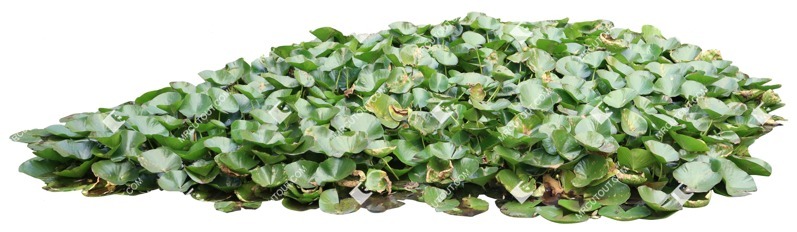 Cut out other vegetation nymphaea cutout plant (16953) Cut out other vegetation nymphaea cutout plant (16953)