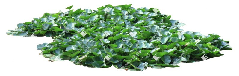 Cutout other vegetation nymphaea cutout plant (16843)