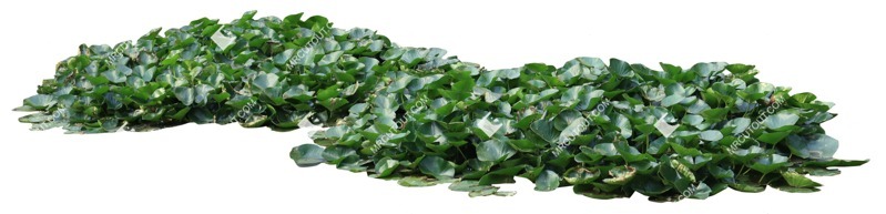 Png other vegetation nymphaea cutout plant (17240)