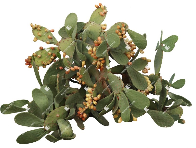 Cutout other vegetation opuntia ficus indica cut out plants (16350)