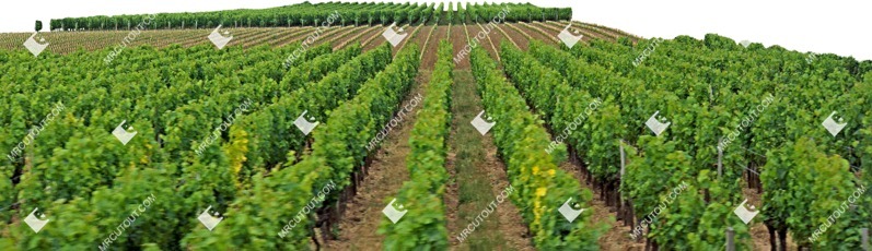 Cutout other vegetation other foreground vegetation png (5828)