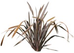 Png other vegetation phormium tenax purpurea cut out vegetation (15591) | MrCutout.com - miniature