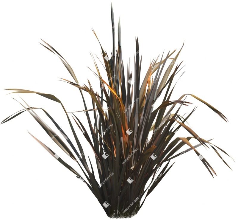 Cut out other vegetation phormium tenax purpurea cut out vegetation (14265)