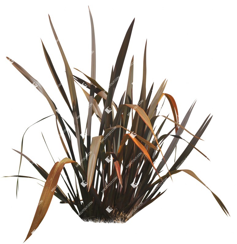 Cutout other vegetation phormium tenax purpurea cut out vegetation (14036)