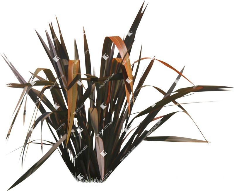 Cut out other vegetation phormium tenax purpurea cut out vegetation (14485)