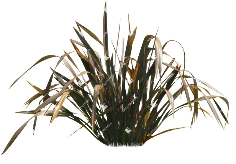 Cutout other vegetation phormium tenax purpurea cut out vegetation (14468)