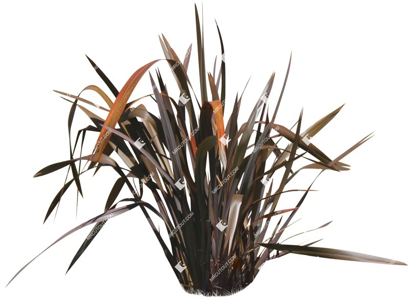 Png other vegetation phormium tenax purpurea cut out vegetation (14487)