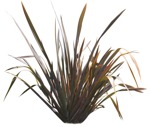 Cut out other vegetation phormium tenax purpurea cut out vegetation (15598) | MrCutout.com - miniature