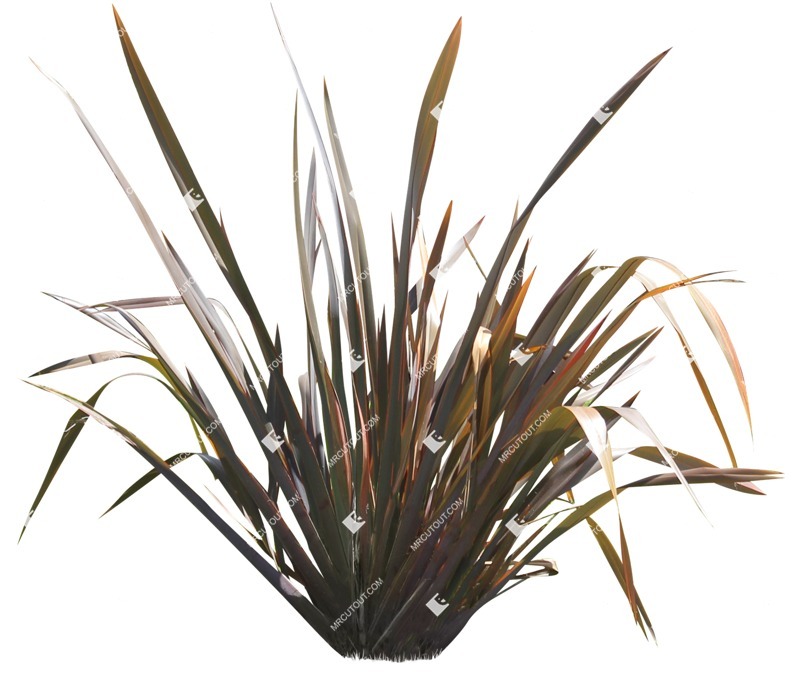 Cut out other vegetation phormium tenax purpurea cut out vegetation (14479)