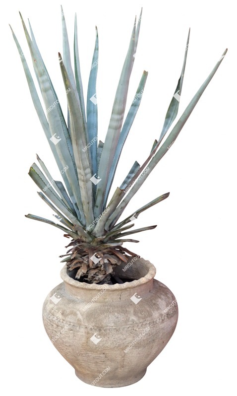 Cutout other vegetation potted tree succulent agave americana png vegetation (19290)
