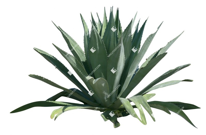 Cutout other vegetation succulent agave americana png vegetation (18652) Cutout other vegetation succulent agave americana png vegetation (18652)