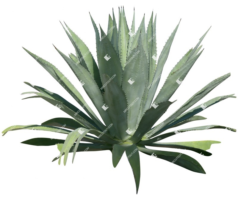 Png other vegetation succulent agave americana png vegetation (18934)