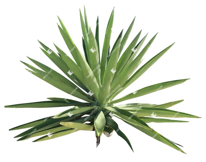 Cut out other vegetation succulent agave americana png vegetation (19673)