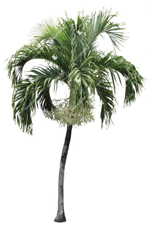 Cut out palm cocos nucifera plant cutouts (16459)