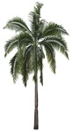 Cutout palm cocos nucifera plant cutouts (17582) | MrCutout.com - miniature