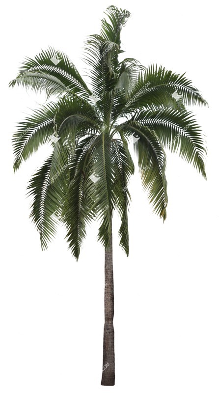 Cutout palm cocos nucifera plant cutouts (16845)