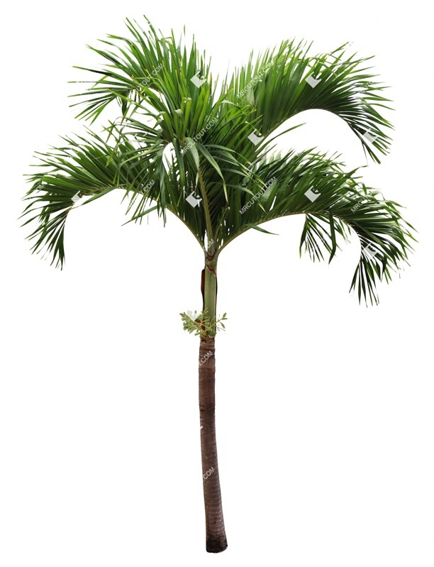 Png palm cocos nucifera plant cutouts (16563) Png palm cocos nucifera plant cutouts (16563)