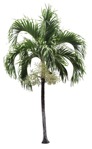 Cut out palm cocos nucifera cut out plants (17584) | MrCutout.com - miniature