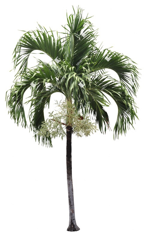 Cut out palm cocos nucifera cut out plants (16839)