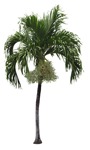Cutout palm cocos nucifera cut out plants (17585) | MrCutout.com - miniature