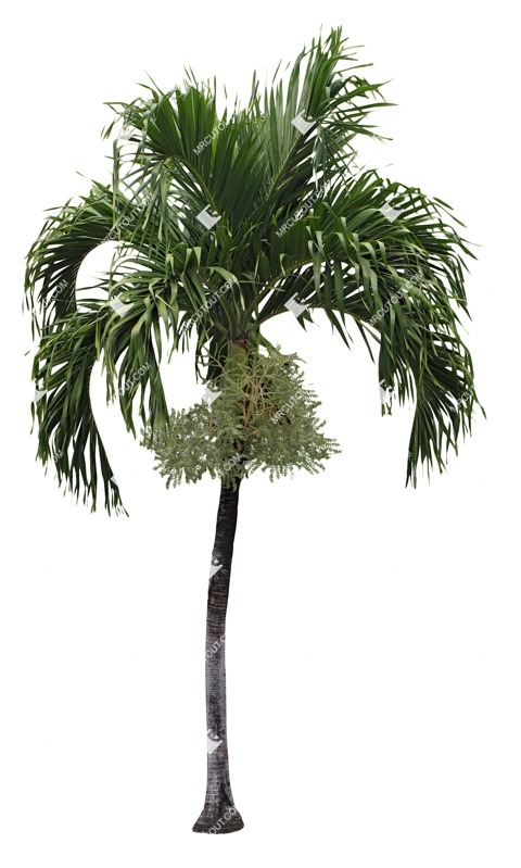 Cutout palm cocos nucifera cut out plants (17239)