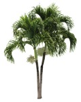 Png palm cocos nucifera cut out plants (17586) | MrCutout.com - miniature