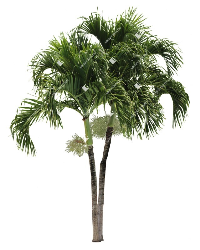 Png palm cocos nucifera cut out plants (17187) Png palm cocos nucifera cut out plants (17187)