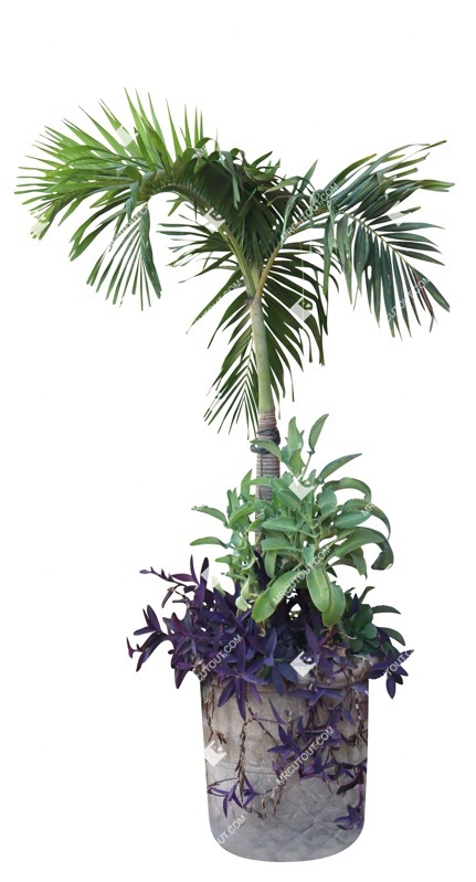 Cutout palm potted tree cut out vegetation (19657) Cutout palm potted tree cut out vegetation (19657)