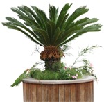 Cut out palm potted tree cycas revoluta cut out plants (17386) - miniature