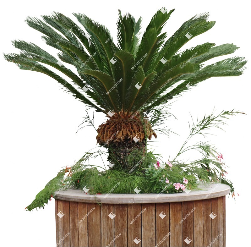 Cut out palm potted tree cycas revoluta cut out plants (16680)