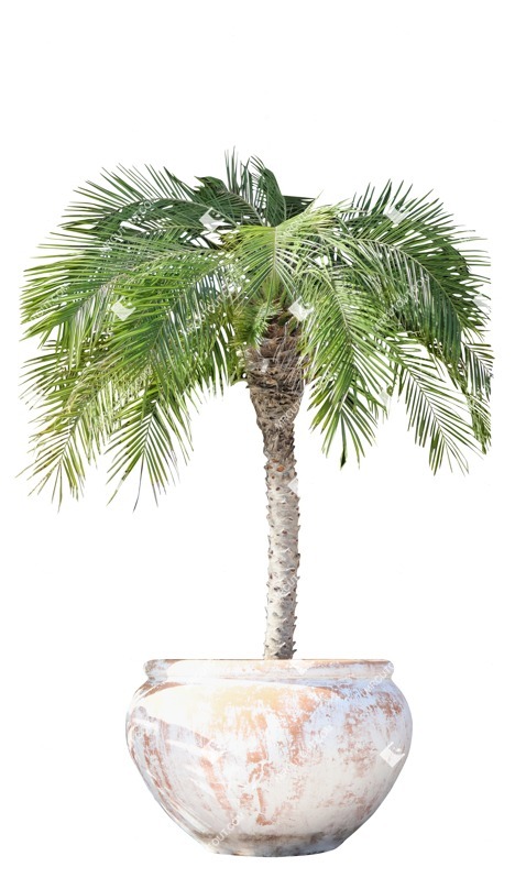 Png palm potted tree phoenix roebelenii png vegetation (19395)