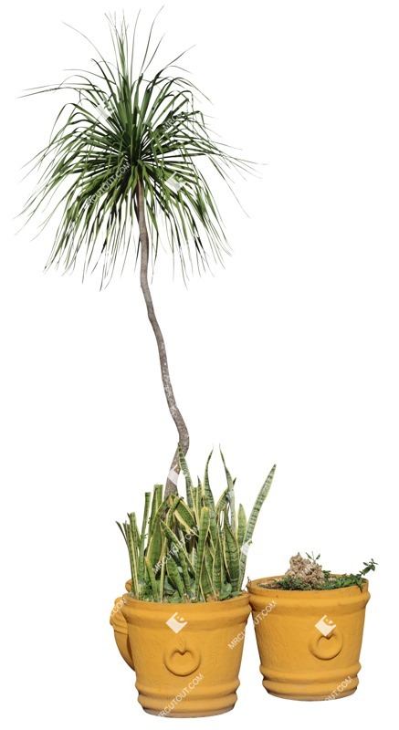 Png palm potted tree succulent cut out plants (19262)